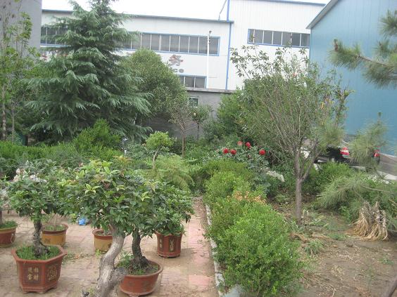 Small garden of the company
